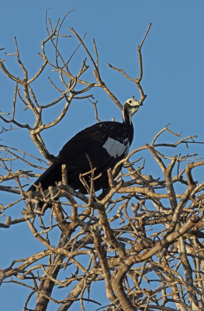 晴朗蓝天下，栖息在光秃秃树上的鸟儿仰视角度照片图片下载