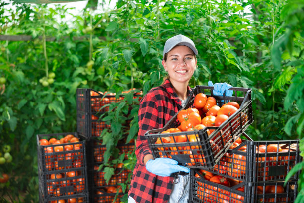 年轻的女农民在温室里整理装满收获番茄的盒子图片下载