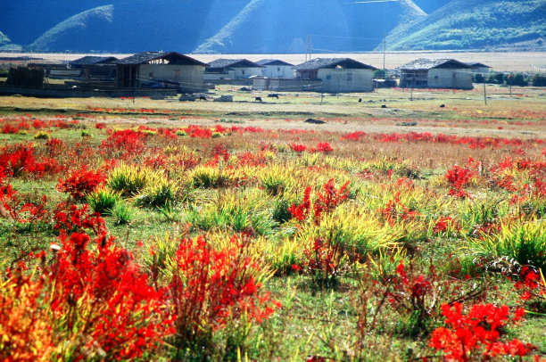 十月，高原上的藏族村寨和红草图片下载