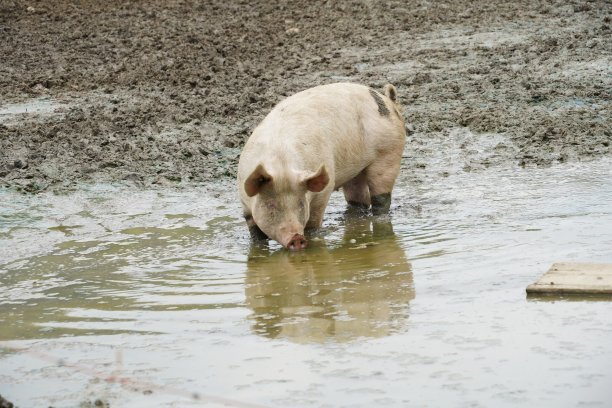成年猪站在泥泞的水坑里喝水。图片下载