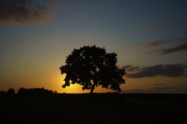 夕阳下的橡树图片下载