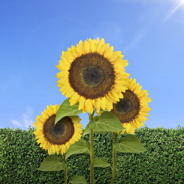蓝色天空映衬着黄色的向日葵。夏天的背景图片下载