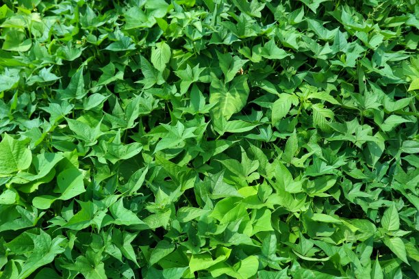 红薯叶摄影背景图片下载