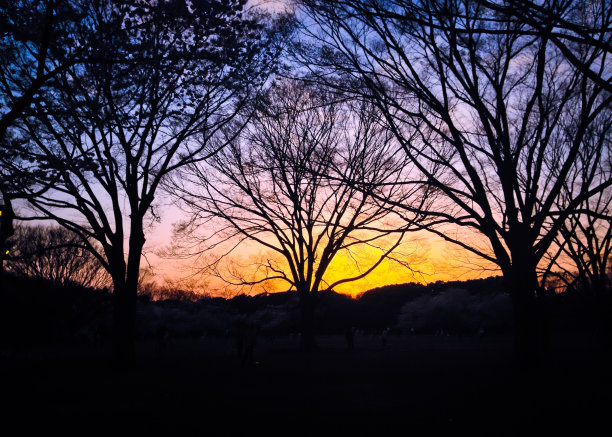 树木的剪影图片下载