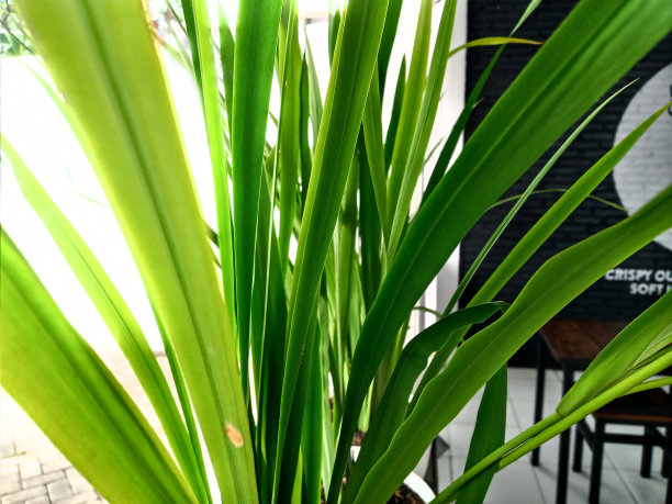 一张美丽的绿叶照片作为背景图片下载