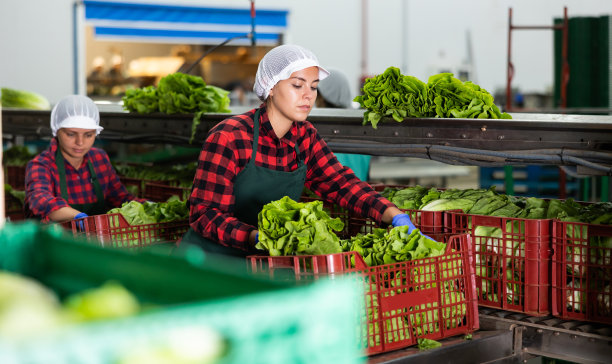在蔬菜工厂里，年轻的女人在用板条箱装生菜图片下载