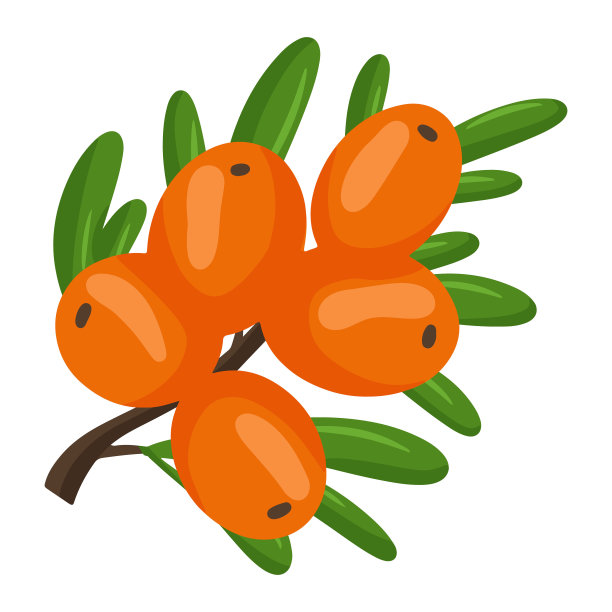 沙棘浆果的橘枝。矢量插图孤立在白色背景上。图片下载