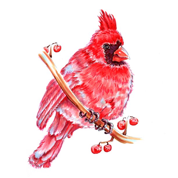 红鸟红衣主教手绘图片下载