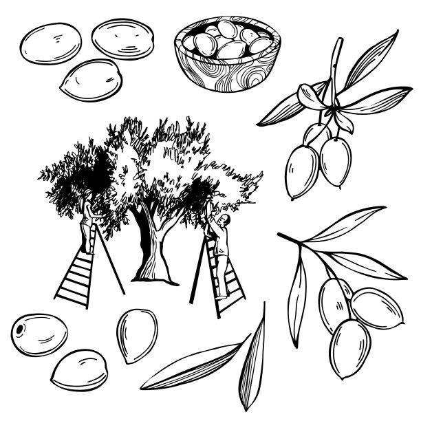 手绘橄榄。向量速写插图。图片下载