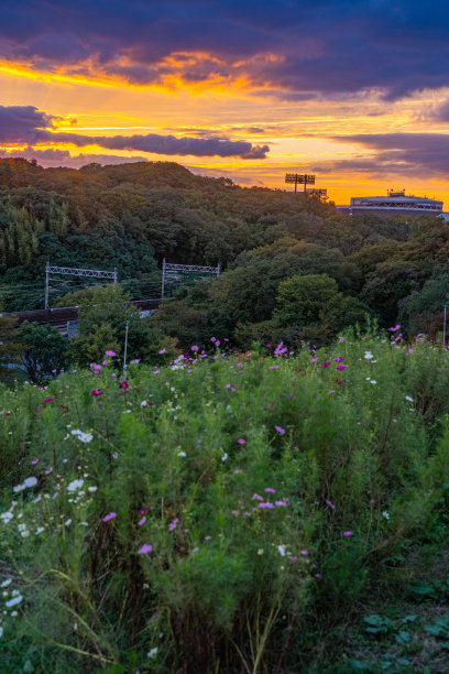 黄昏的宇宙花园图片下载