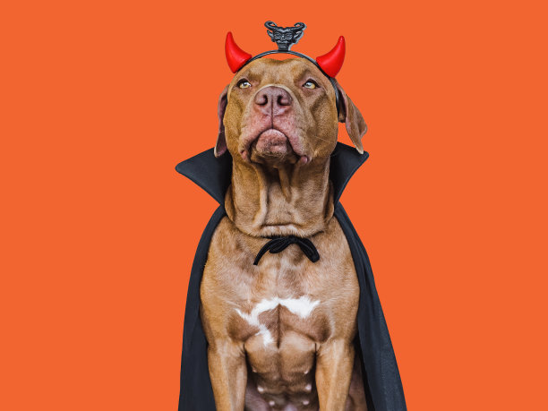 迷人可爱的棕色狗和德古拉伯爵服装图片下载