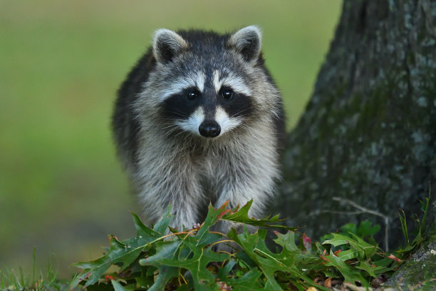 浣熊在图片下载