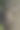 浣熊爬上树图片下载