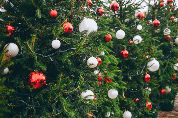 圣诞市场上的绿色松树上挂着红白相间的装饰品图片下载