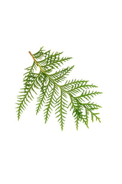 绿色的枝叶碎片孤立在白色背景上。图片下载