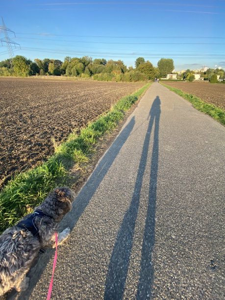 狗狗散步时主人和狗狗的长长的影子图片下载