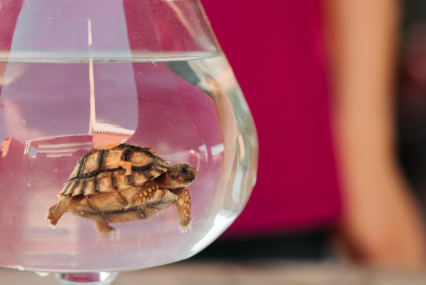 乌龟走路和在一个罐子里的水图片下载