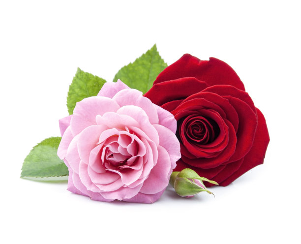 美丽玫瑰花朵图片下载