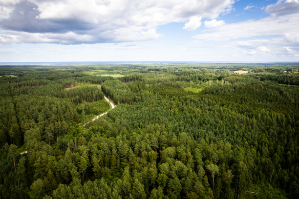 黄金时期的森林和小树林的无人机照片图片下载