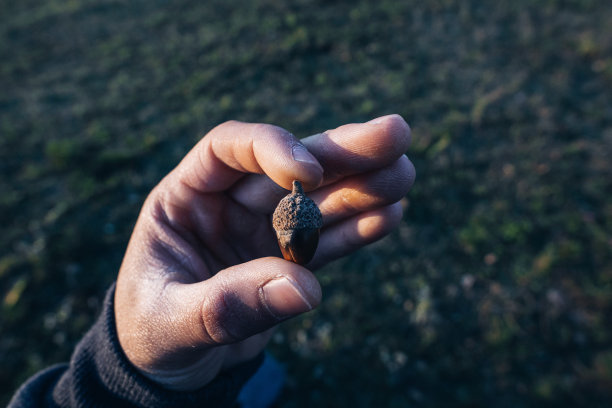 日落时手里拿着橡子——微距对焦，微距摄影图片下载