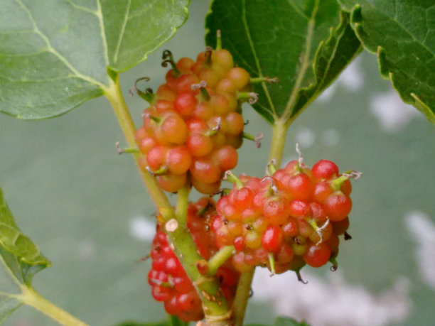 黑桑果黑桑树(黑桑树)的集体果实，颜色可为红色、绿色、白色、紫色或黑色，由无数小花的膨大的子房组成图片下载