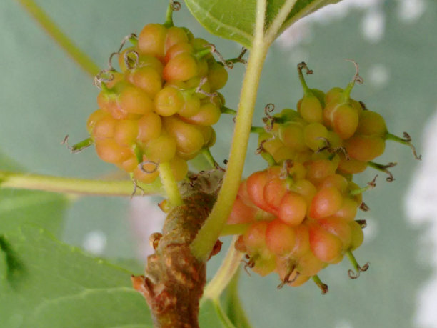 黑桑果黑桑树(黑桑树)的集体果实，颜色可为红色、绿色、白色、紫色或黑色，由无数小花的膨大的子房组成图片下载