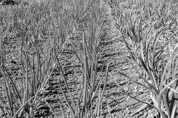 摄影主题美丽的洋葱蔬菜植物图片下载