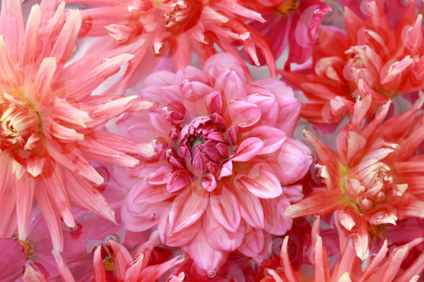 软的焦点。夏天娇嫩的黄橙菊大丽花。盛开的花。节日的背景。柔和柔和的花束花卡片。旗帜秋天不同颜色的花。俯视图图片下载