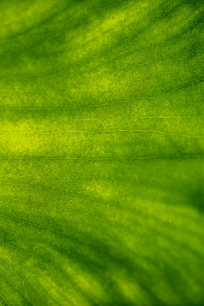 绿叶的质感。图片下载