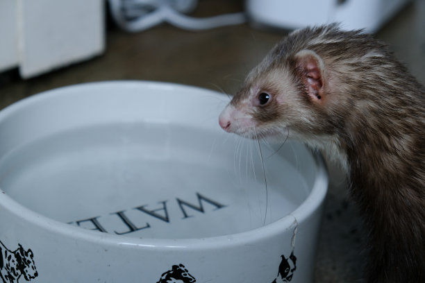 雪貂的饮用水。图片下载