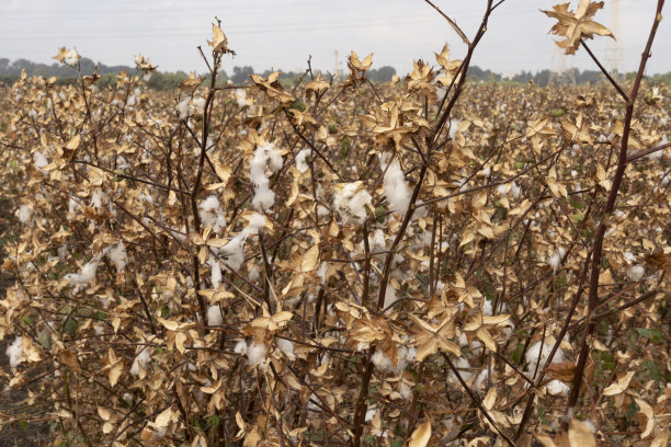 采摘后的棉花与干燥的田野图片下载