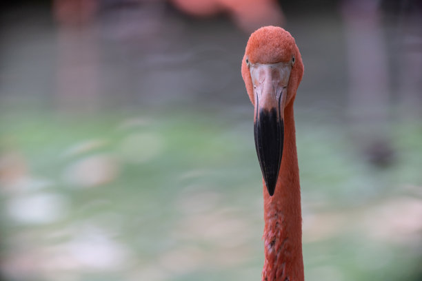 火烈鸟看着相机的肖像图片下载