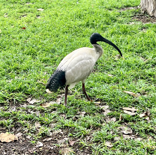 澳大利亚白鹮图片下载