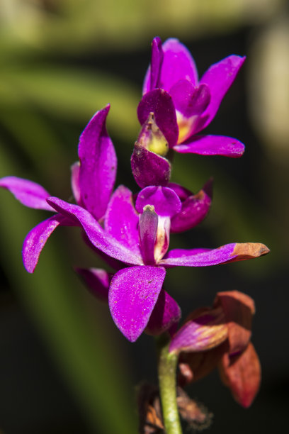 树枝上的粉色兰花图片下载