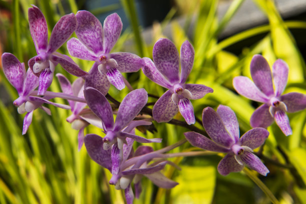 树枝上的粉色兰花图片下载