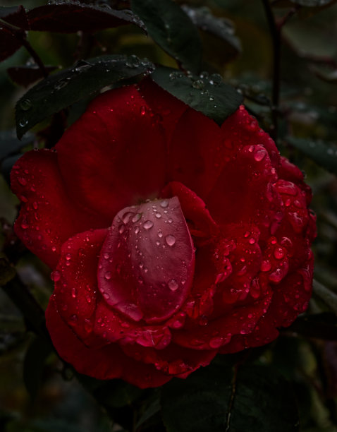 被雨水淋湿的玫瑰花图片下载