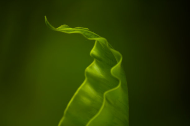 羊肚蕨或燕窝蕨。图片下载