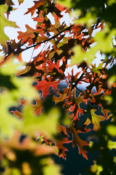 美丽的秋天森林红橡树，在秋天有橙色的叶子图片下载