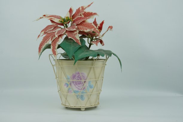 在白色背景的白色桌子上，一个白色花瓶里优雅的插花图片下载