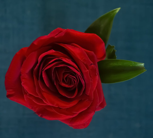 蓝底红玫瑰图片下载