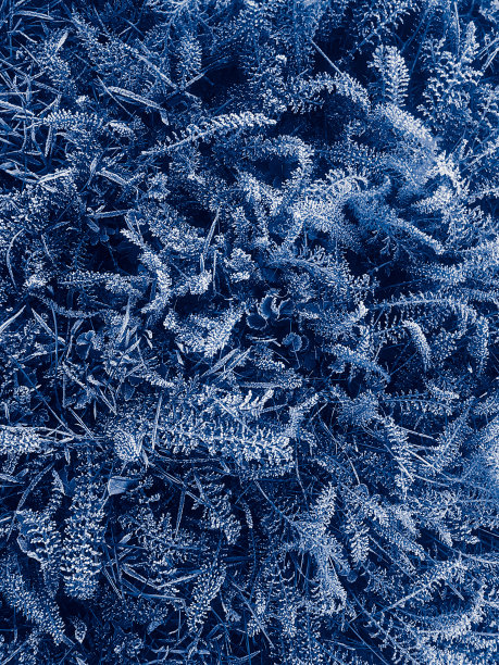 冰冻覆盖着深蓝色的霜草和植物，抽象的背景图片下载