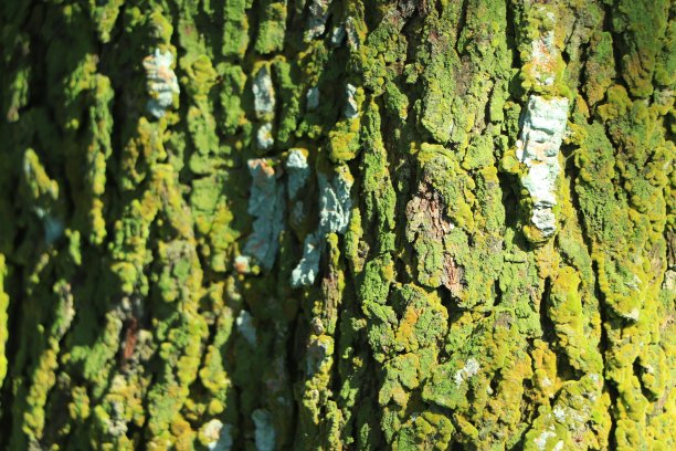 浮雕质地的棕色树皮与绿色苔藓在上面。树皮纹理的水平照片。浮雕的创意纹理的老橡木树皮。图片下载
