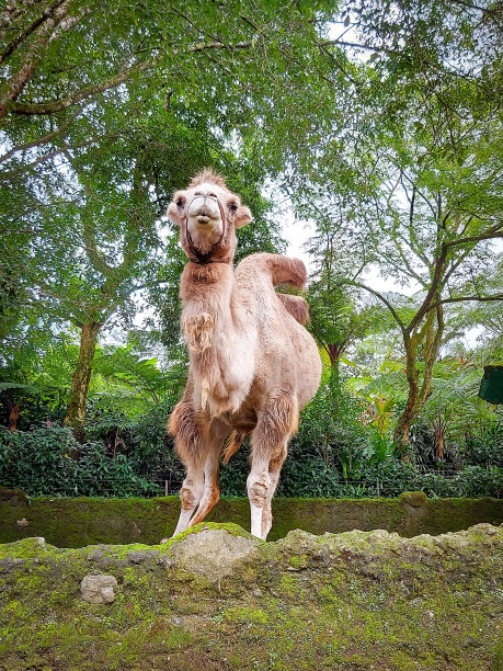 在以野生动物和保护为主题的动物园里，一只双峰驼看着游客。图片下载