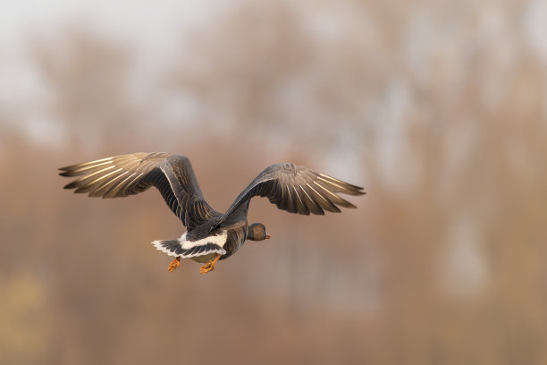 灰雁(安瑟安瑟)在飞行图片下载