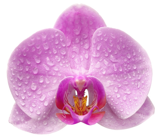 一个兰花的花图片下载