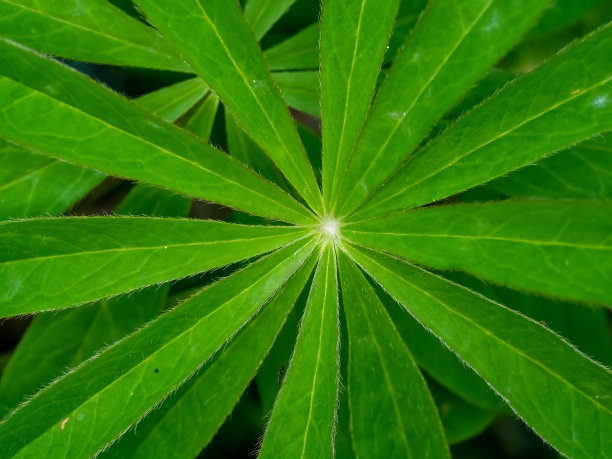繁茂的植被生长在夏天的北欧森林深处的达伦，托克，Telemark，挪威。图片下载