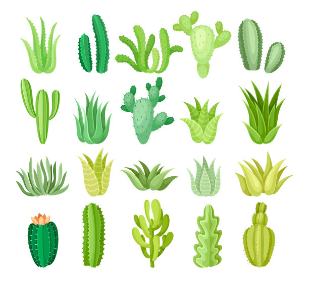 一组不同的墨西哥植物图片下载