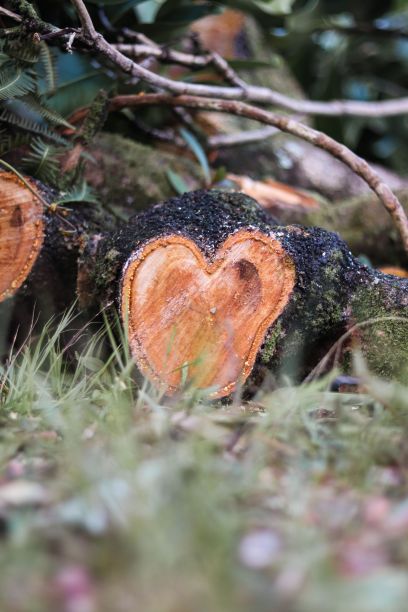 垂直拍摄的心形切割原木在地面上图片下载