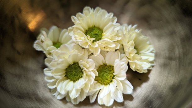 雏菊花在歌唱的碗图片下载