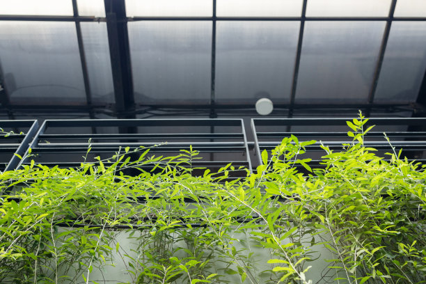 植物装饰种植在建筑物内外。环境友好型图片下载